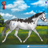 Horse Color:White Spotted Brown Splash 