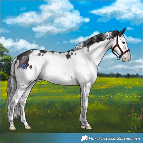 Horse Color:White Spotted Brown Splash 