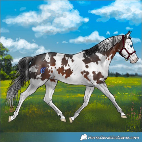 Horse Color:White Spotted Brown Splash