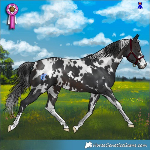Horse Color:White Spotted Brown 