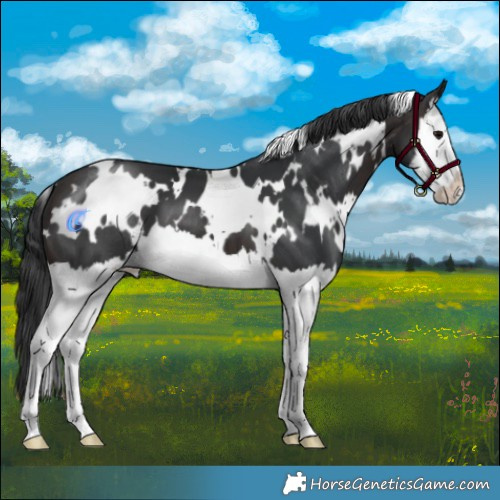 Horse Color:White Spotted Brown Splash 