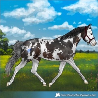Horse Color:White Spotted Brown Splash 