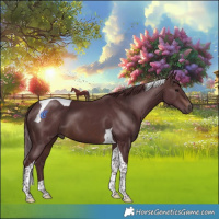 Horse Color:Chocolate Brown Tobiano 