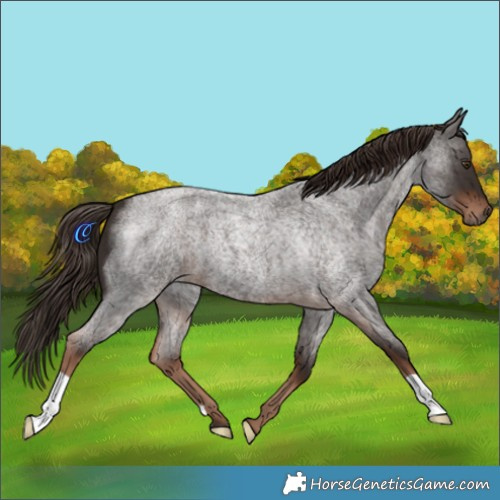 Horse Color:Liver Red Roan 