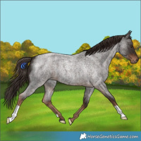 Horse Color:Liver Red Roan 