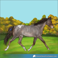 Horse Color:Liver Red Roan Appaloosa Rabicano