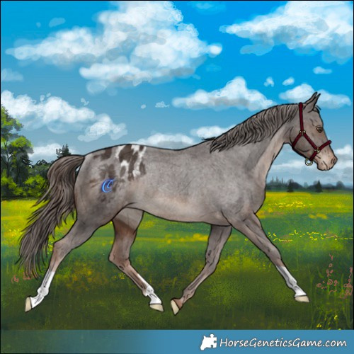 Horse Color:Liver Chestnut Appaloosa Rabicano 