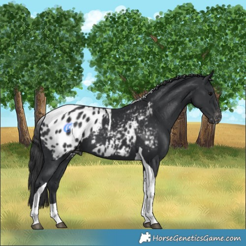 Horse Color:Black Tobiano Appaloosa 
