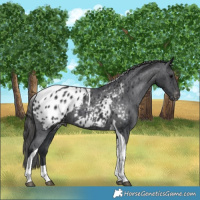 Horse Color:Black Tobiano Appaloosa 