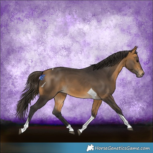 Horse Color:Buckskin Tobiano