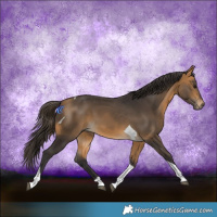 Horse Color:Buckskin Tobiano 