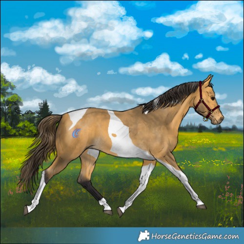 Horse Color:Buckskin Tobiano 