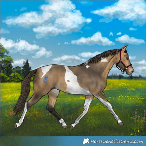 Horse Color:Buckskin Tobiano 
