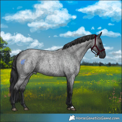 Horse Color:Blue Roan 