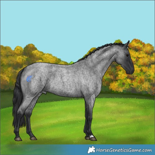 Horse Color:Blue Roan