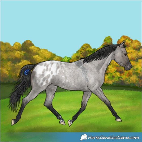 Horse Color:Grullo Roan Appaloosa 