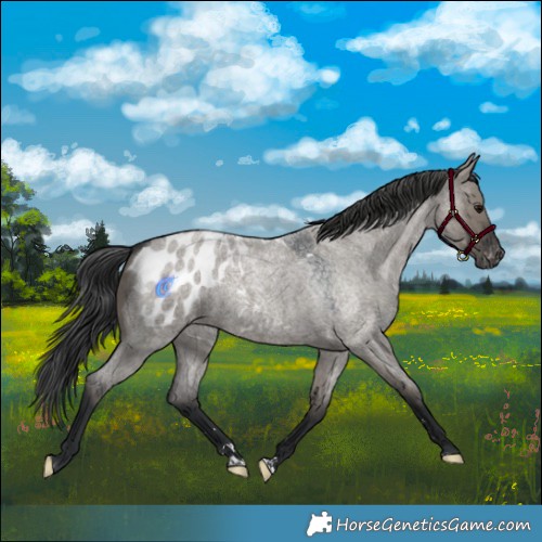 Horse Color:Grullo Roan Appaloosa 