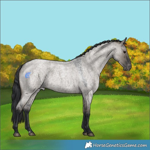 Horse Color:Grullo Roan Appaloosa