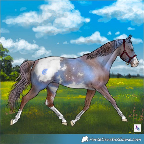 Horse Color:Chestnut Appaloosa