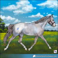 Horse Color:Chestnut Snowcap 