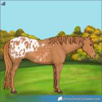 Horse Color:Chestnut Blanket