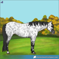 Horse Color:Blue Roan Appaloosa