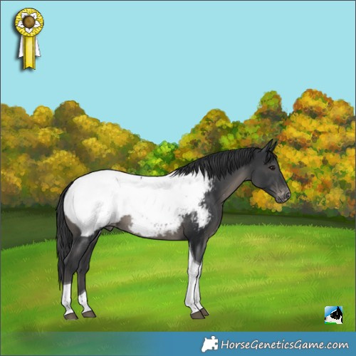 Horse Color:Black Tobiano Appaloosa Rabicano 