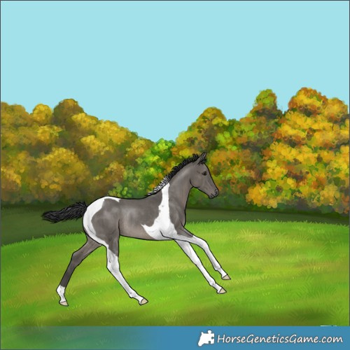 Horse Color:Grullo Tobiano Rabicano 