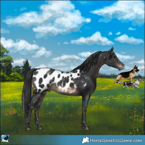 Horse Color:Brown Appaloosa Rabicano