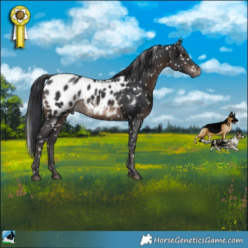 Horse Color:Brown Appaloosa Rabicano 