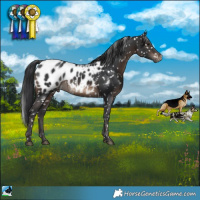 Horse Color:Brown Appaloosa Rabicano 