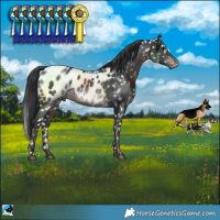 Horse Color:Brown Blanket Rabicano 