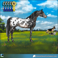 Horse Color:Brown Appaloosa Rabicano