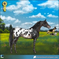 Horse Color:Brown Appaloosa Rabicano 