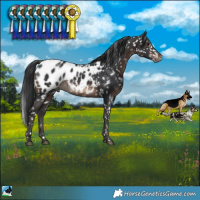 Horse Color:Brown Blanket Rabicano 