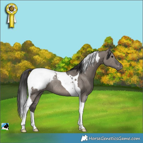Horse Color:Grullo Tobiano Appaloosa Rabicano 