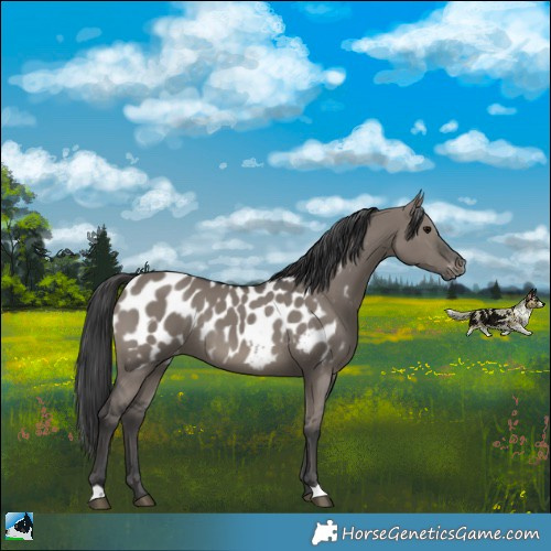 Horse Color:Grullo Appaloosa Rabicano 