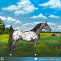 Horse Color:Grullo Near Leopard Rabicano 