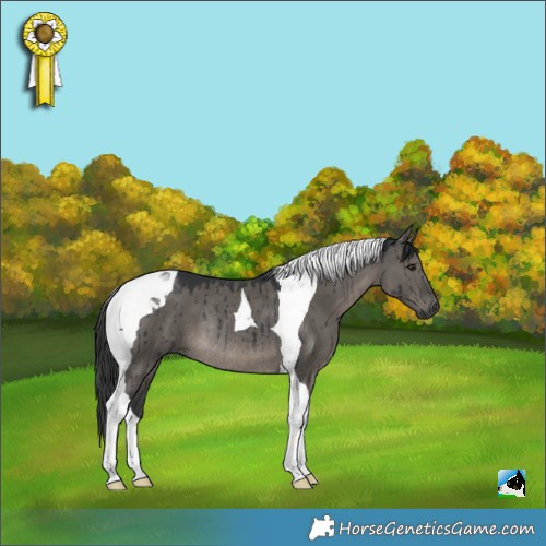 Horse Color:Grullo Tobiano Rabicano Brindle 