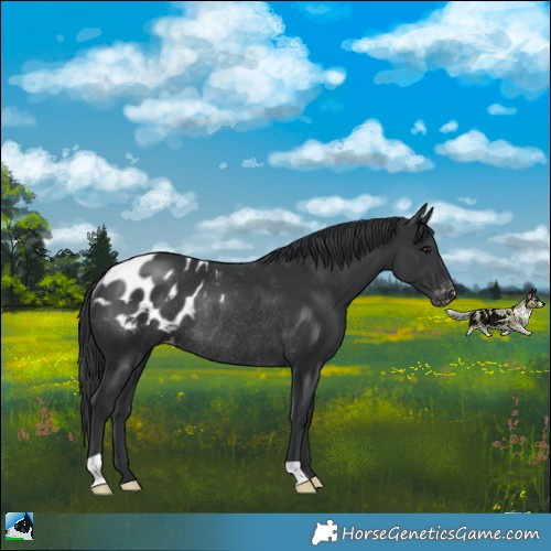 Horse Color:Black Appaloosa Rabicano 
