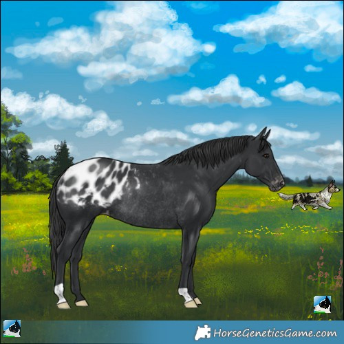 Horse Color:Black Appaloosa Rabicano