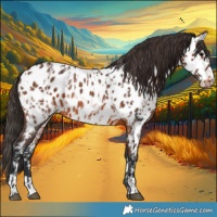 Horse Color:Bay Near Leopard  and Brown Near Leopard 