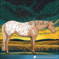 Horse Color:Chestnut Appaloosa 