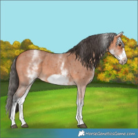 Horse Color:White Spotted Bay Sabino Frame 