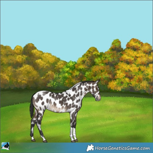 Horse Color:Brown Dun Tobiano Appaloosa Rabicano