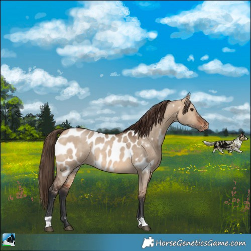 Horse Color:Bay Dun Appaloosa Rabicano 