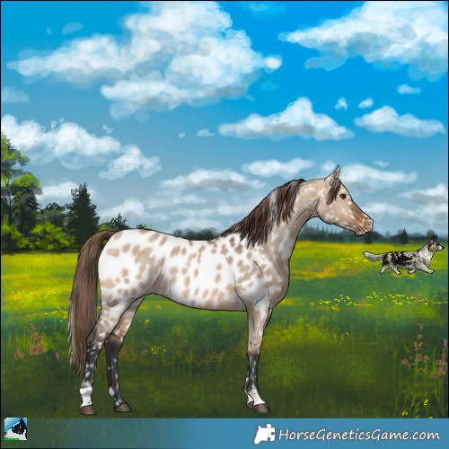 Horse Color:Bay Dun Appaloosa Rabicano 