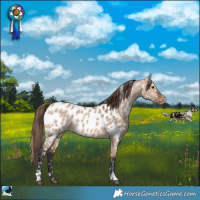 Horse Color:Bay Dun Near Leopard Rabicano 