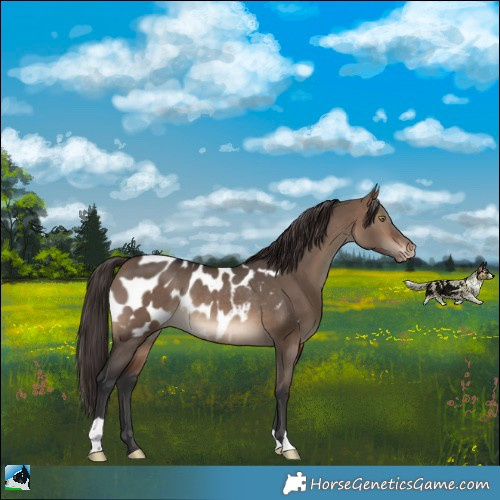 Horse Color:Brown Dun Appaloosa Rabicano 