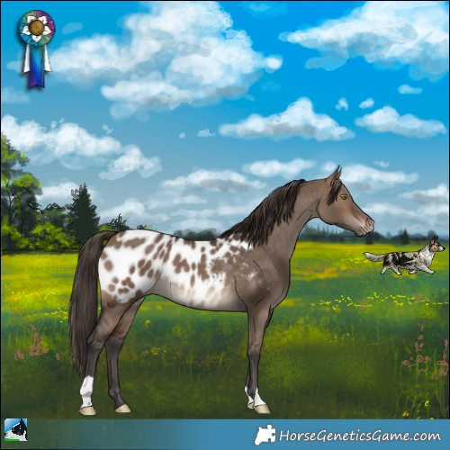 Horse Color:Brown Dun Appaloosa Rabicano 